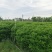 非洲茉莉