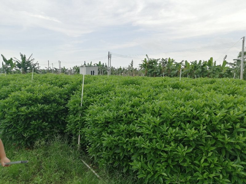 非洲茉莉