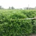 非洲茉莉