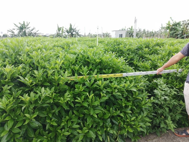 非洲茉莉