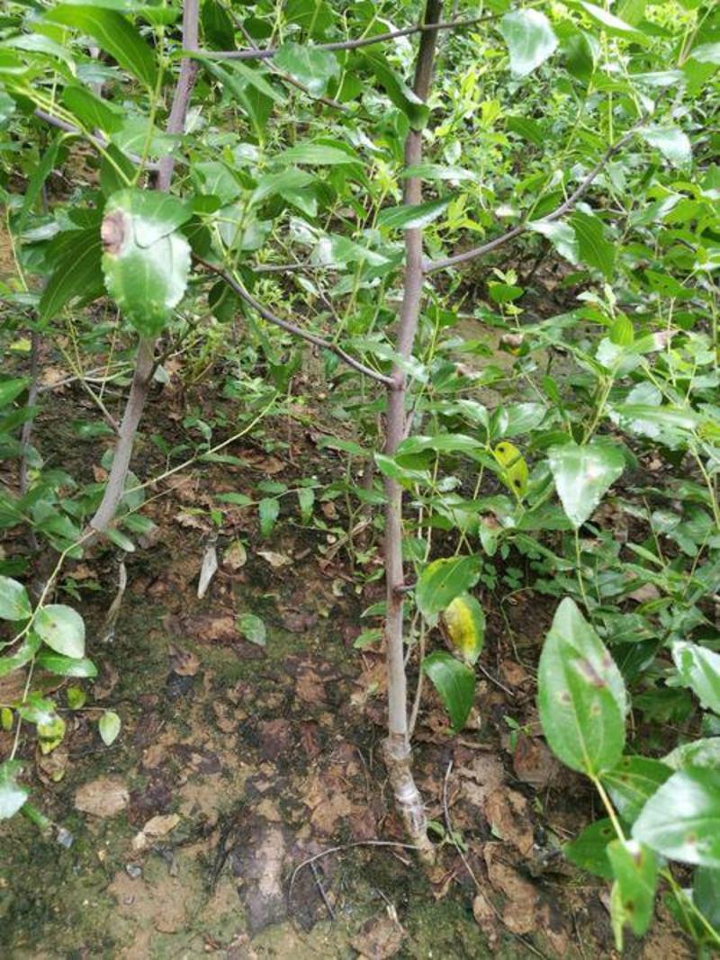 酸枣苗.嫁接各种枣树的砧木.包种植技术指导