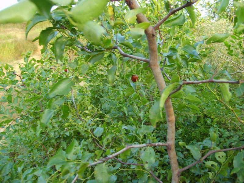 酸枣苗.嫁接各种枣树的砧木.包种植技术指导