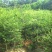 酸枣苗.嫁接各种枣树的砧木.包种植技术指导