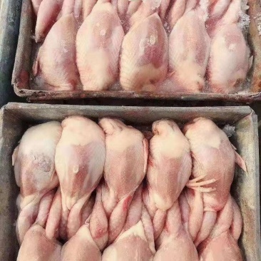 放血鹌鹑欢物美价廉迎询价