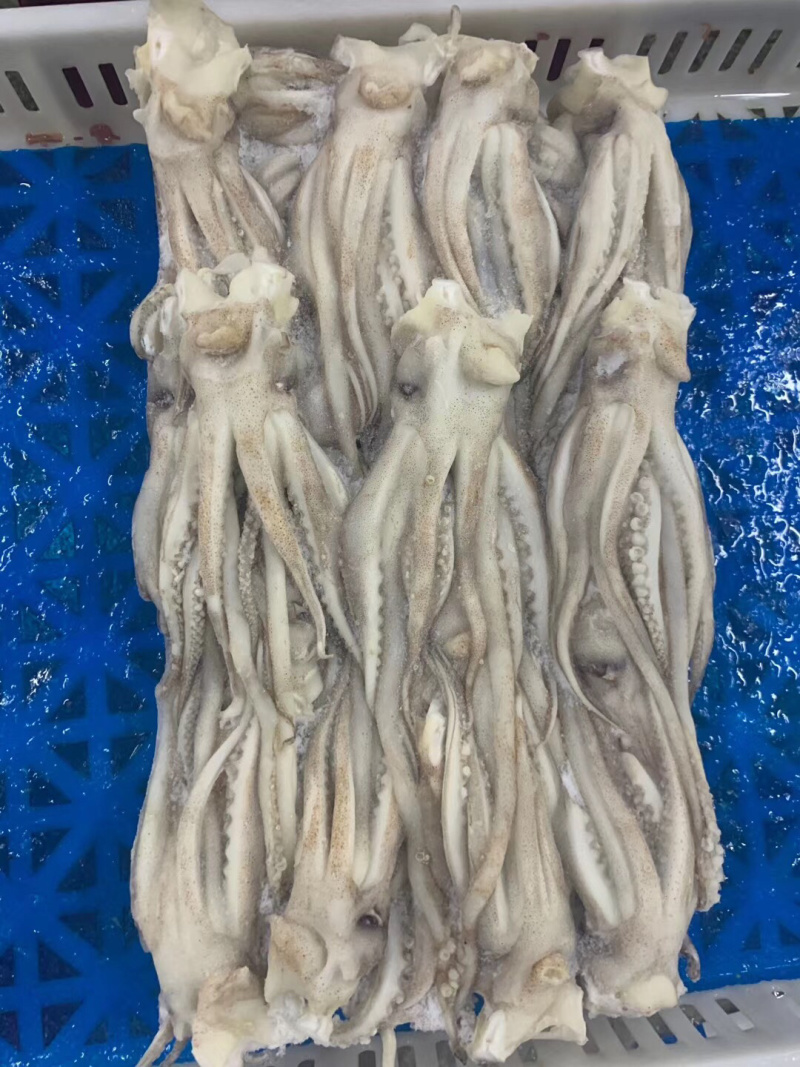 5公斤/件板冻阿根廷300-400鱿鱼头