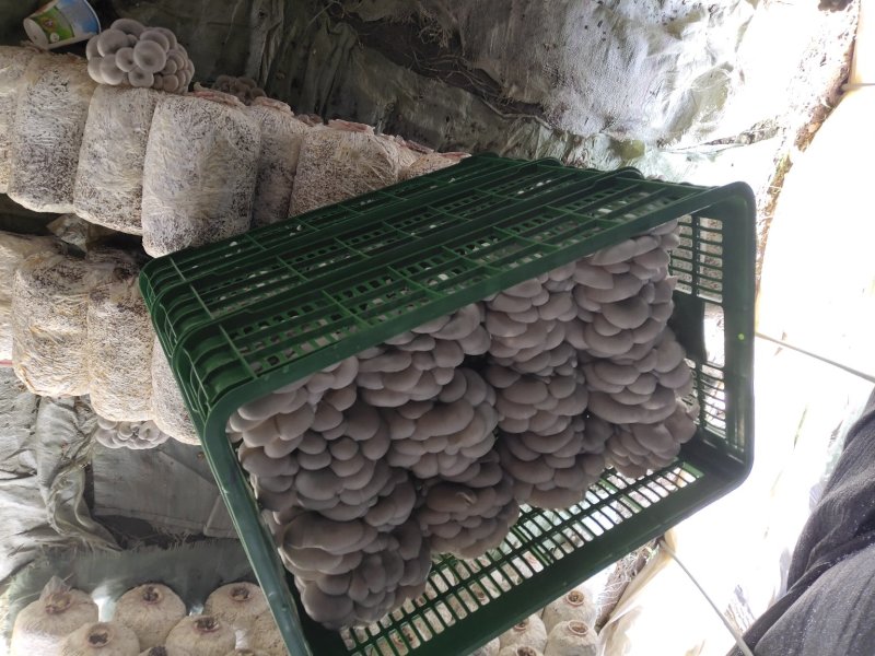 专业反季节灰平菇全国供应