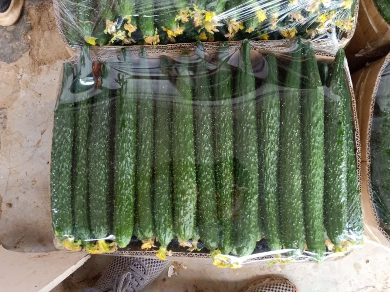 大量供应精品黄瓜，【官方推荐】（实力代办）保证质量