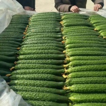 大量供应精品黄瓜，【官方推荐】（实力代办）保证质量