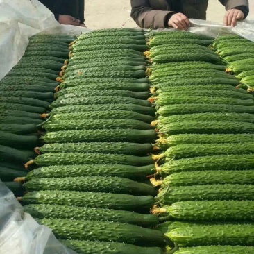 大量供应精品黄瓜，【官方推荐】（实力代办）保证质量
