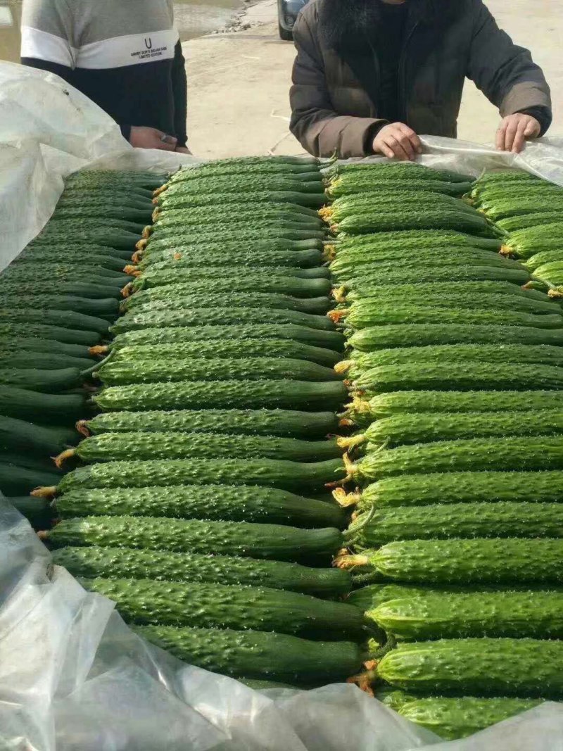 大量供应精品黄瓜，【官方推荐】（实力代办）保证质量
