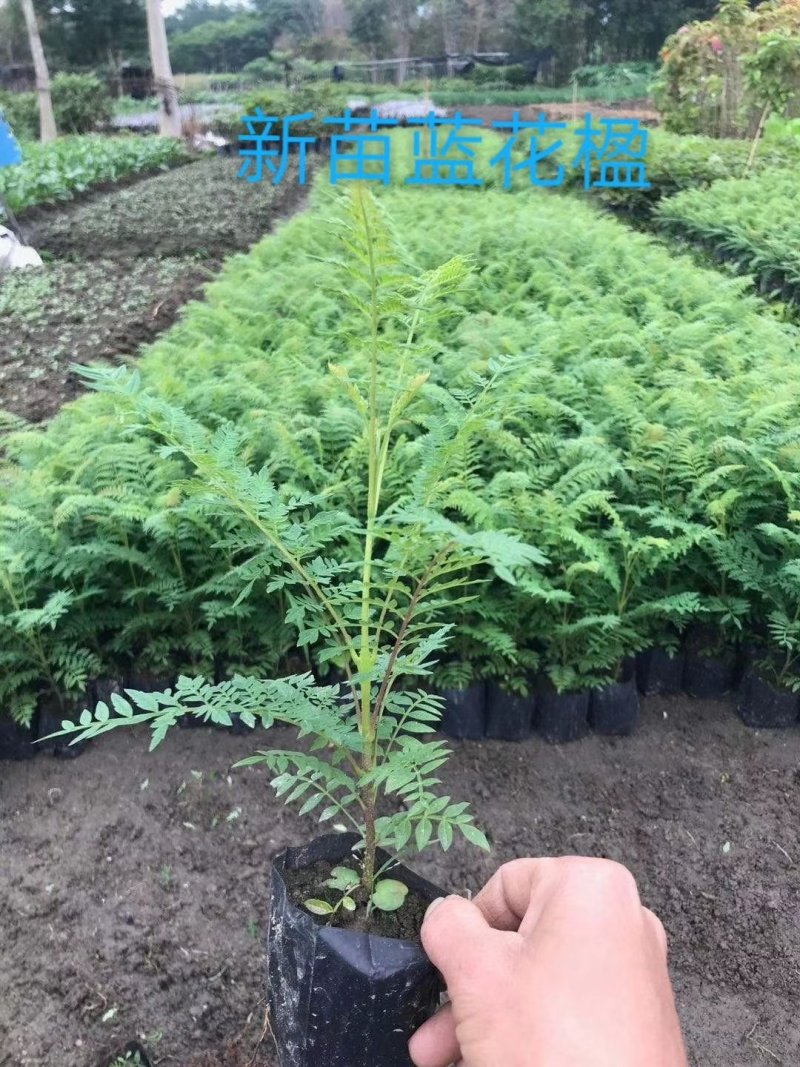 蓝花楹自家基地直销
