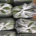 大量供应精品黄瓜，【官方推荐】（实力代办）保证质量