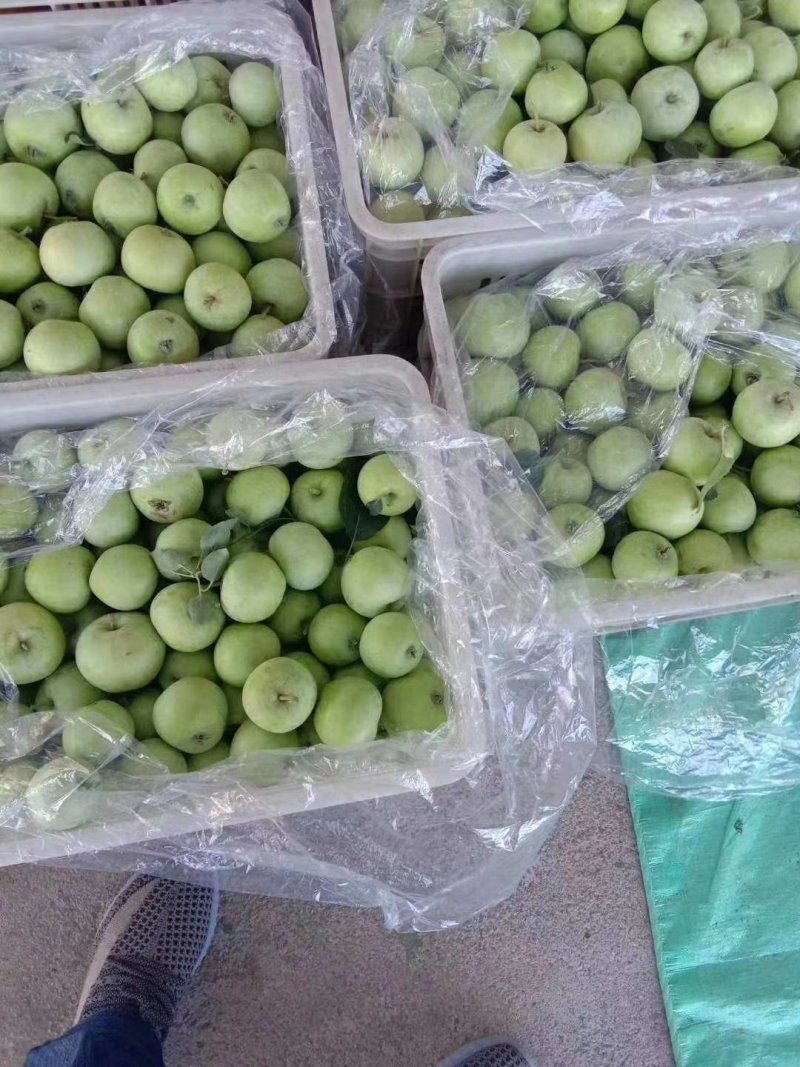 山东辽伏苹果辽伏苹果产地批发质量好口感脆甜全国发货