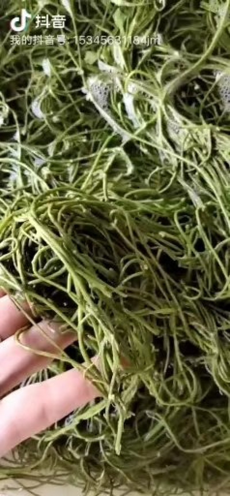 菱角菜南漪湖原生态菱角菜菱角米真空包装