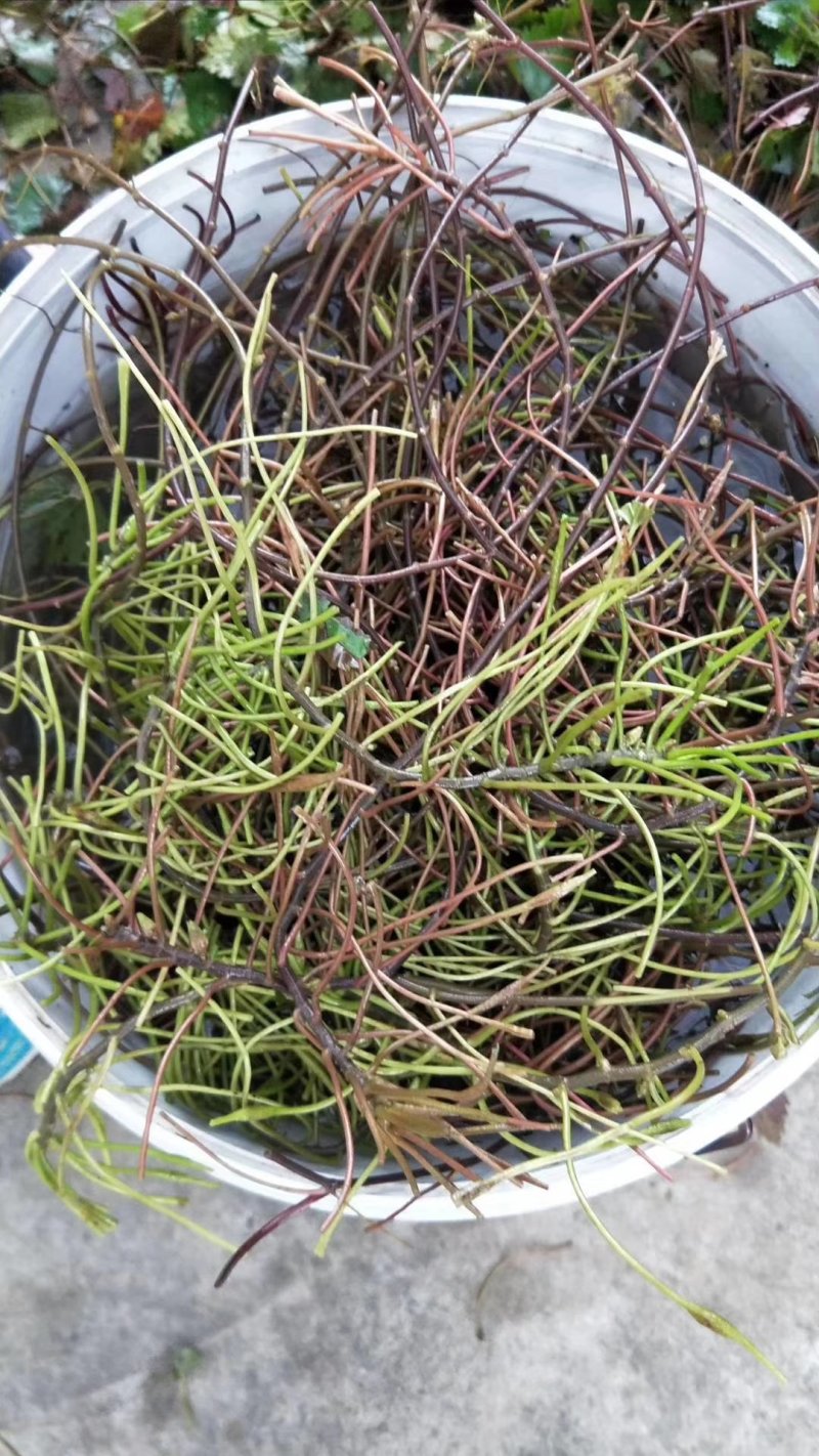 菱角菜南漪湖原生态菱角菜菱角米真空包装