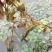 菱角菜南漪湖原生态菱角菜菱角米真空包装