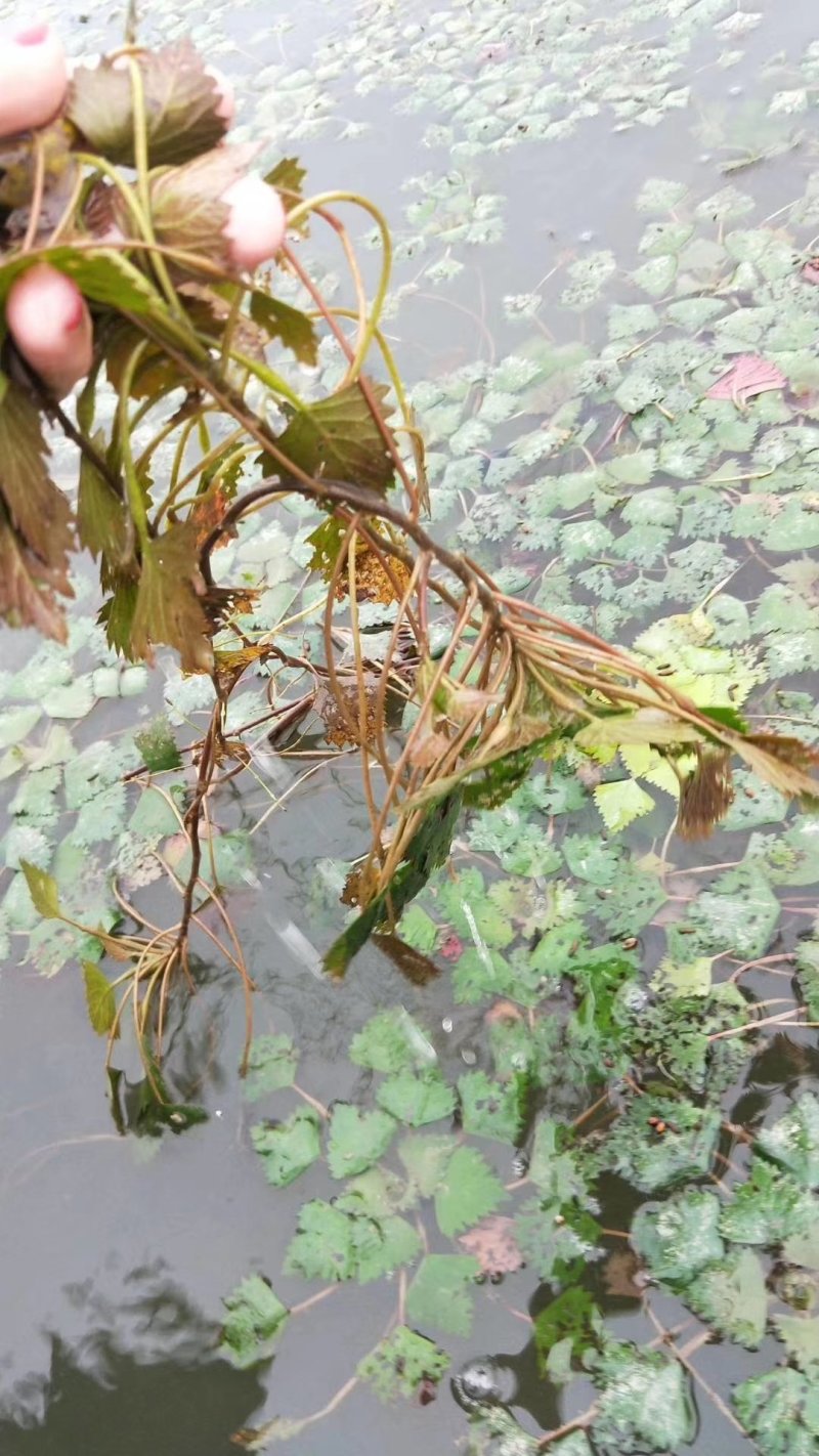 菱角菜南漪湖原生态菱角菜菱角米真空包装