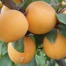 新鲜水果杏梅成熟可视频源头产地保质保量