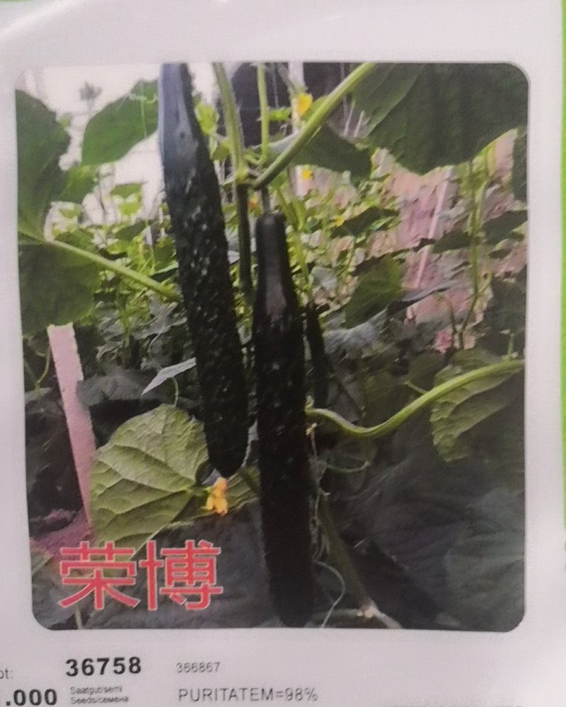 越夏秋延迟专用荣博黄瓜种子直播就是油亮的短把密刺