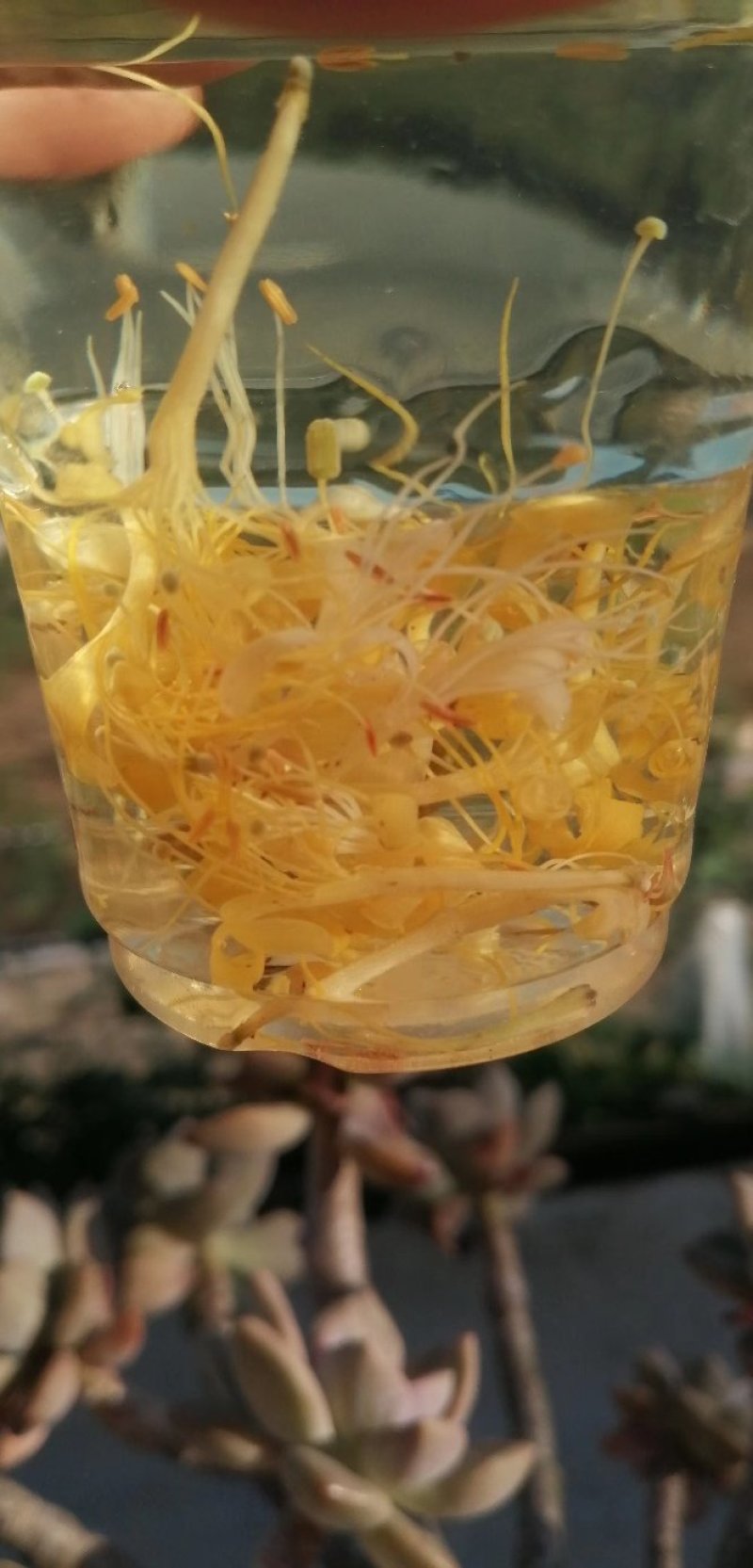 金银花忍冬，泡水茶花，农家自晒烘干野生无硫！