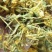 金银花忍冬，泡水茶花，农家自晒烘干野生无硫！