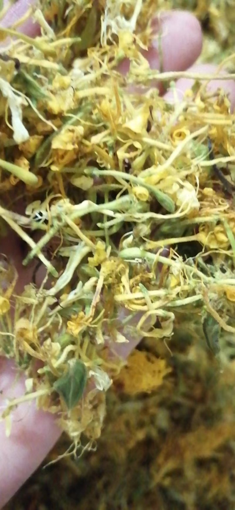 金银花忍冬，泡水茶花，农家自晒烘干野生无硫！