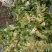 金银花忍冬，泡水茶花，农家自晒烘干野生无硫！