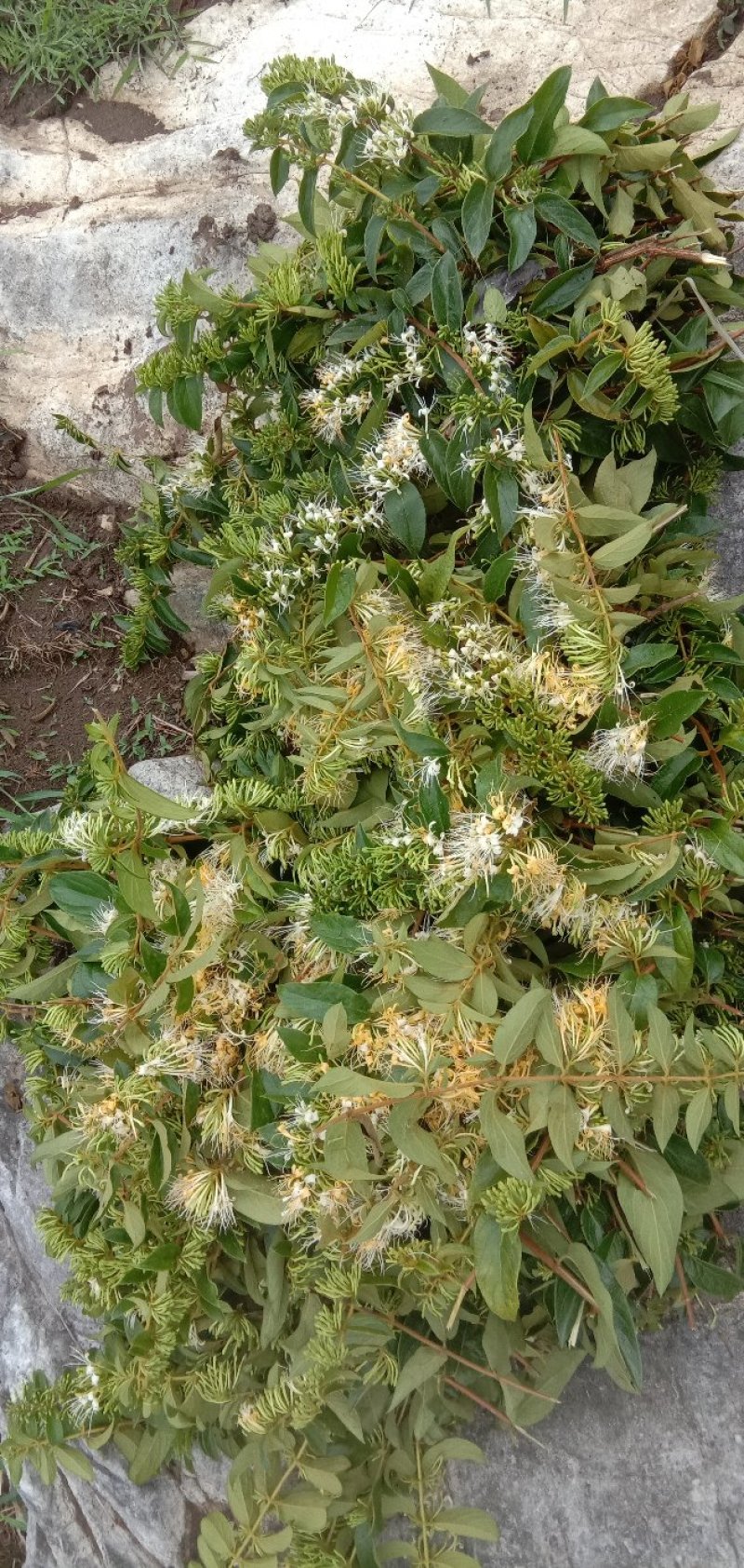 金银花忍冬，泡水茶花，农家自晒烘干野生无硫！