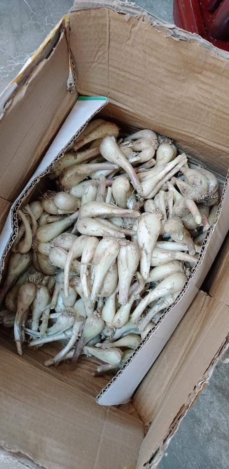 藠头茭头教头