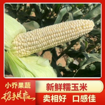 【火爆热销】新鲜水果玉米糯玉米黄玉米大量上市电商对接