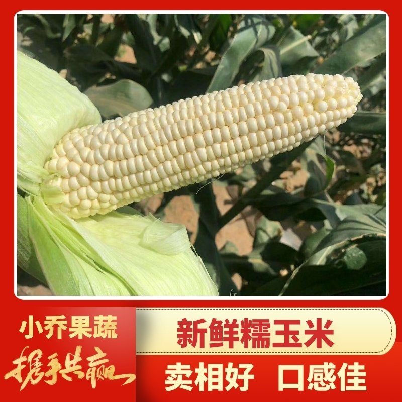 【火爆热销】新鲜水果玉米糯玉米黄玉米大量上市电商对接