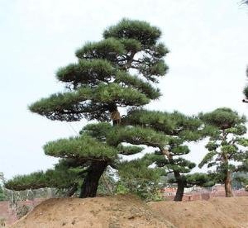 黑松造型树普通黑松高档造型黑松欢迎来电了解