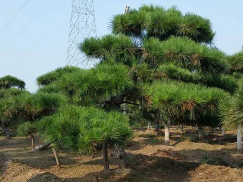 黑松造型树普通黑松高档造型黑松欢迎来电了解