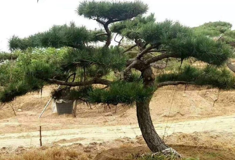 黑松造型树普通黑松高档造型黑松欢迎来电了解