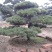 黑松造型树普通黑松高档造型黑松欢迎来电了解