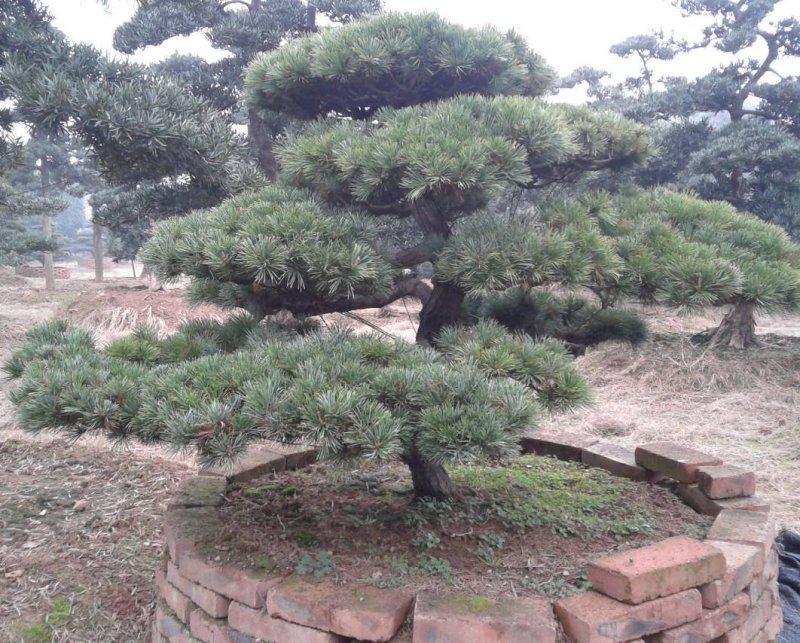 黑松造型树普通黑松高档造型黑松欢迎来电了解