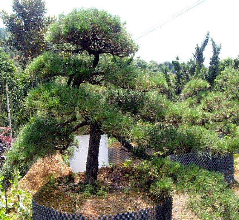 黑松造型树普通黑松高档造型黑松欢迎来电了解