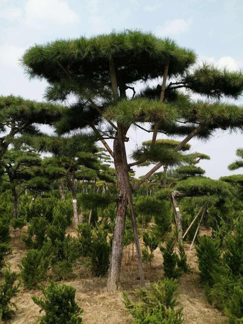 黑松造型树普通黑松高档造型黑松欢迎来电了解