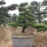 黑松造型树普通黑松高档造型黑松欢迎来电了解
