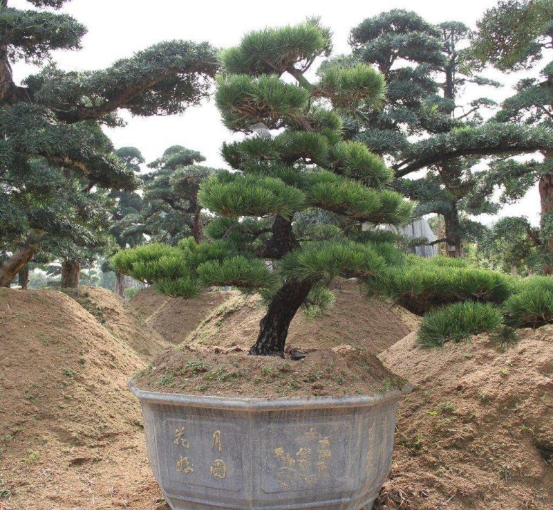 黑松造型树普通黑松高档造型黑松欢迎来电了解