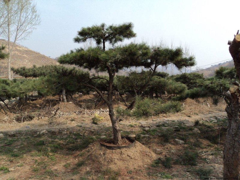 黑松造型树普通黑松高档造型黑松欢迎来电了解