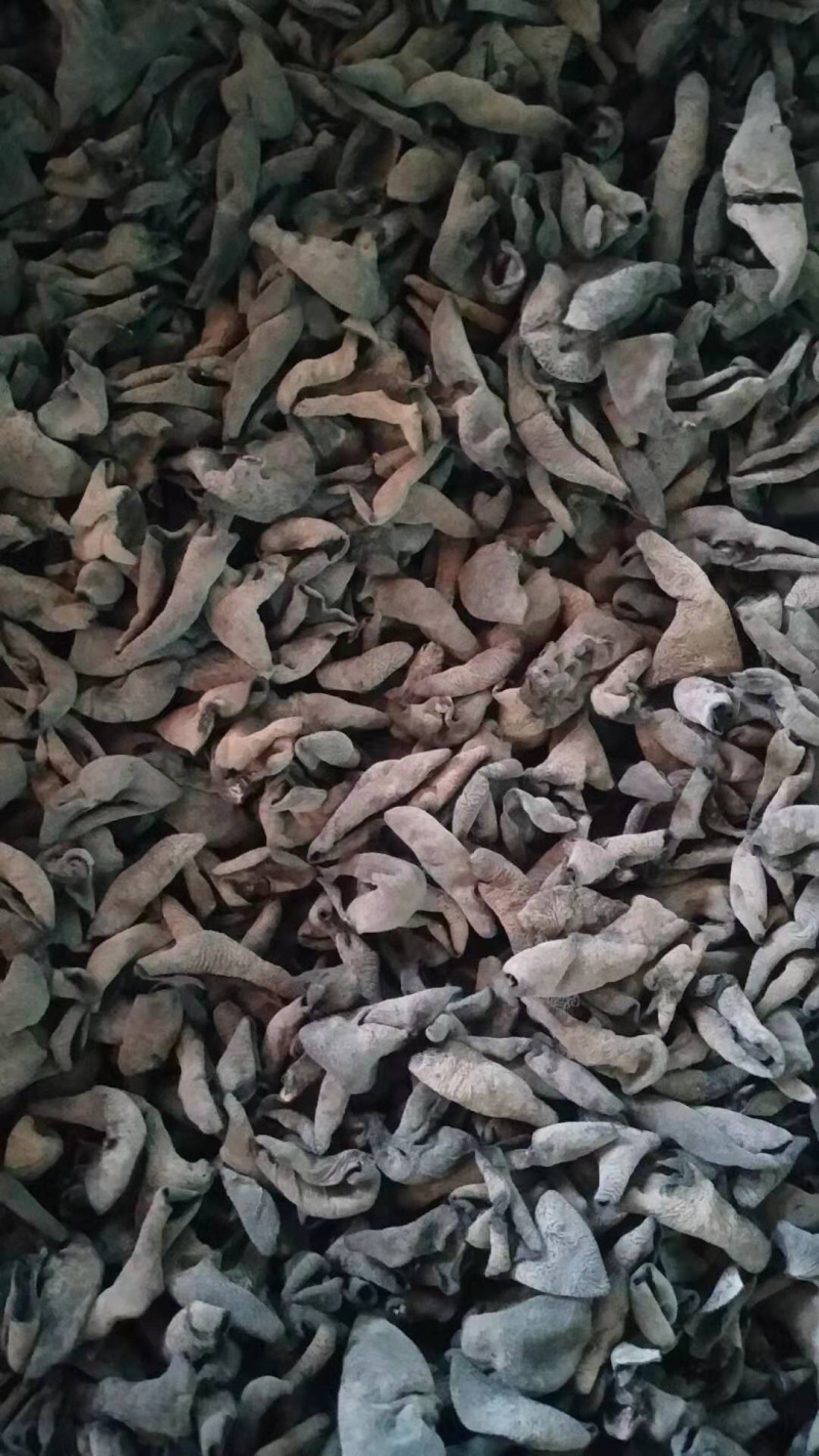 东北黑木耳