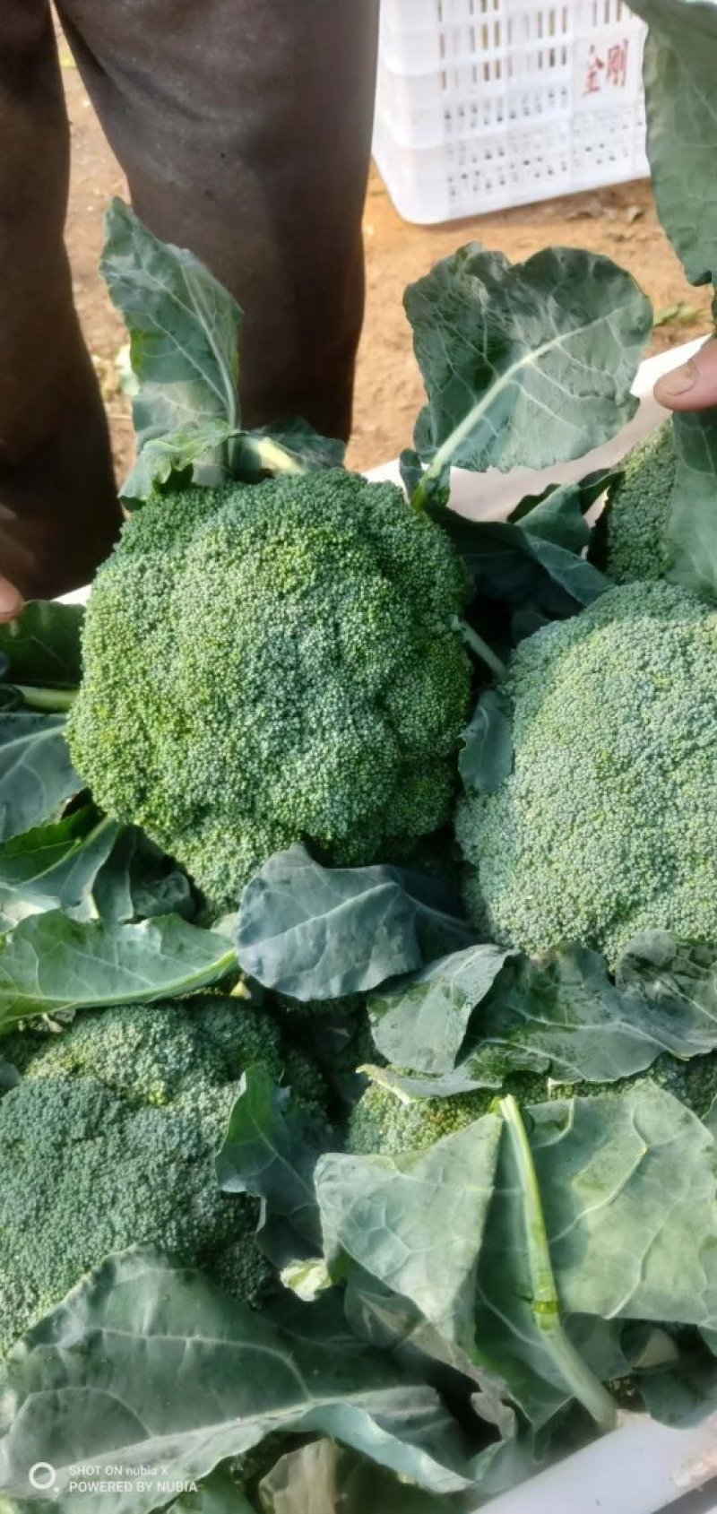 山东优质西蓝花种植基地产地批发质量有保障