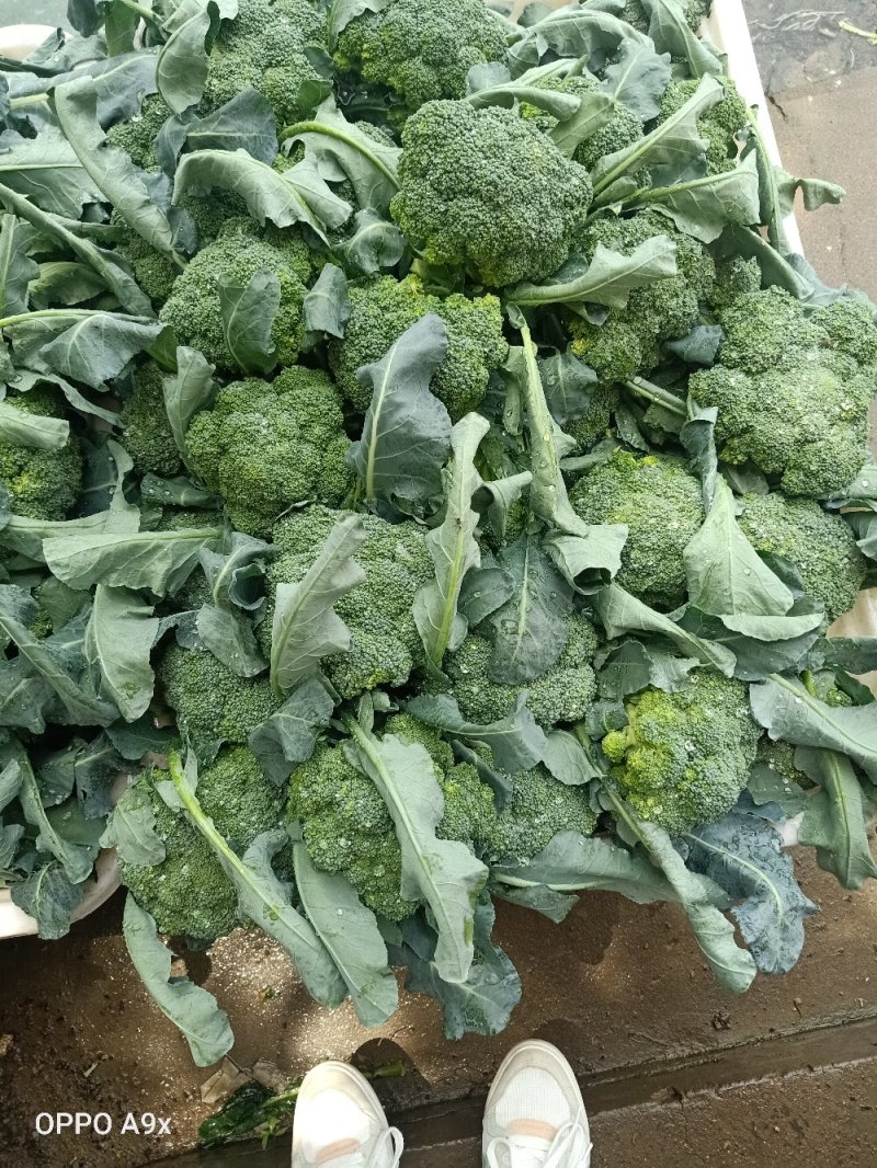 山东优质西蓝花种植基地产地批发质量有保障