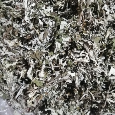 艾叶四川野生货无杂草