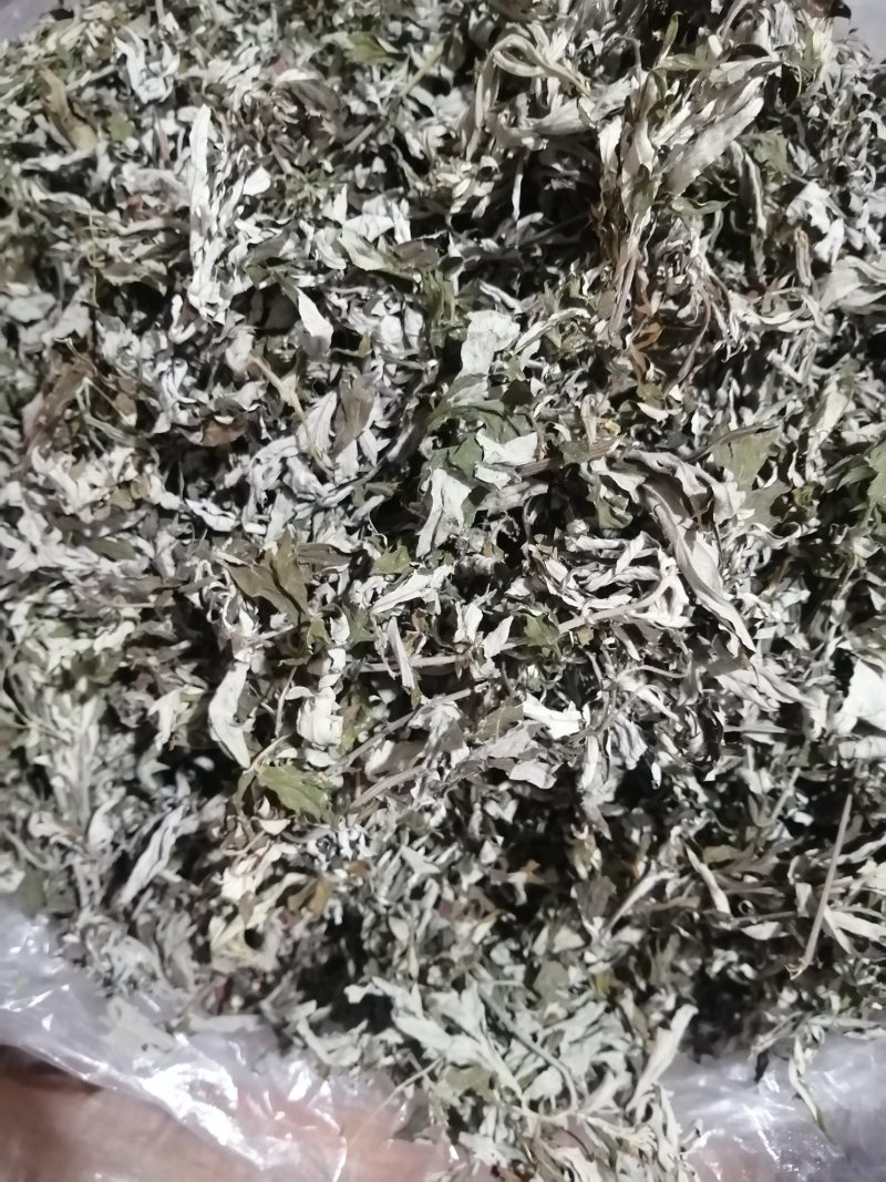 艾叶四川野生货无杂草