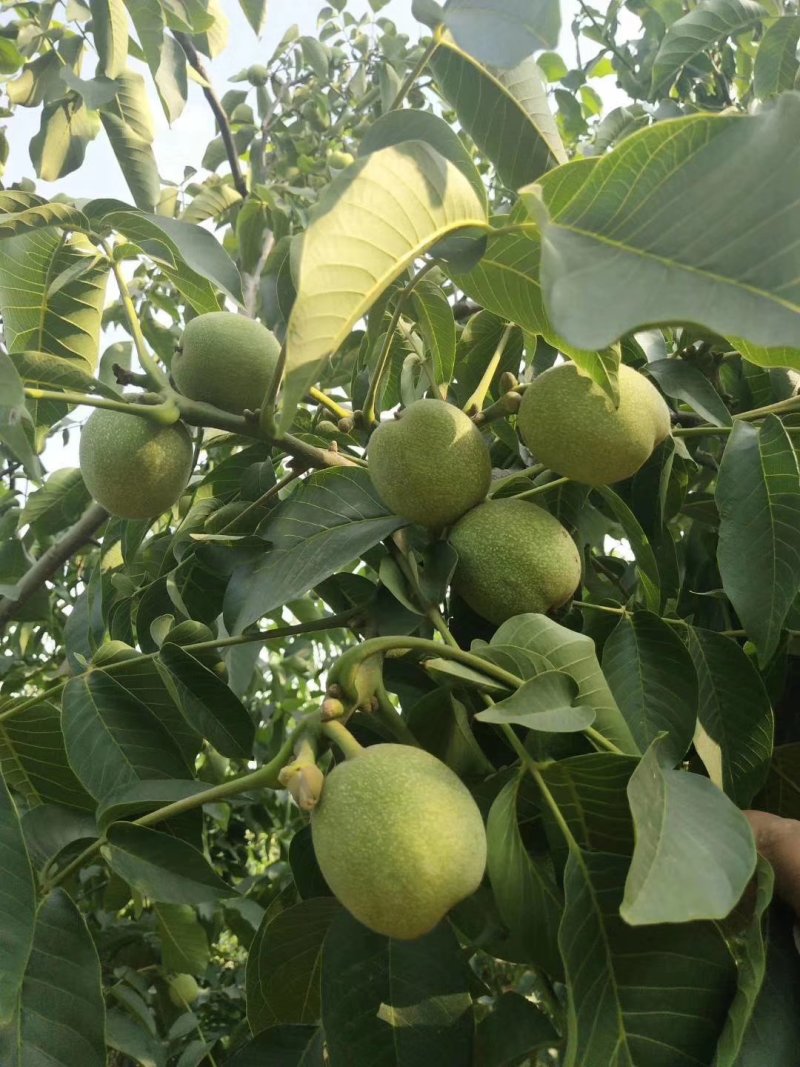 青皮核桃香玲辽1清香欢迎选购