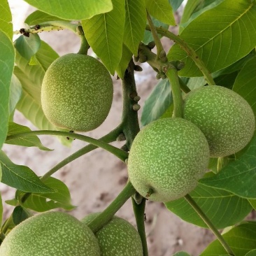 青皮核桃香玲辽1清香欢迎选购