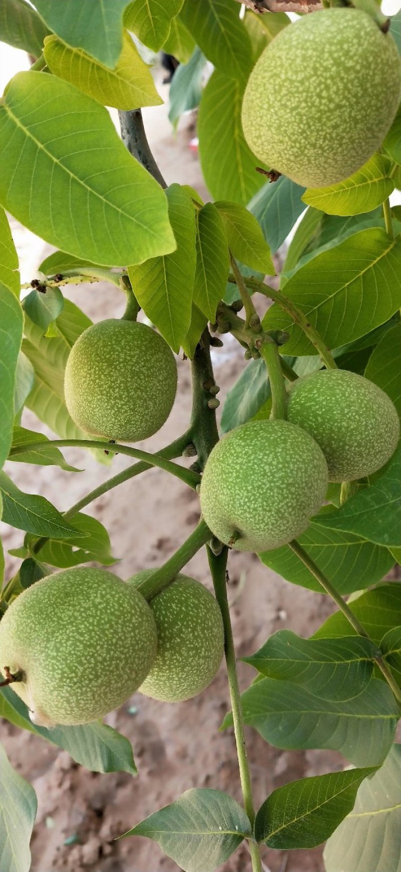 青皮核桃香玲辽1清香欢迎选购