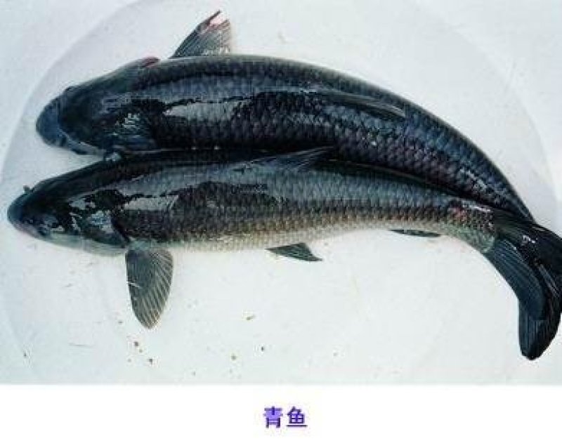 鳊鱼，味道鲜美，品相优，性比价高！朋友问起就说是一亩田